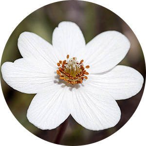 Flowers_Anemone